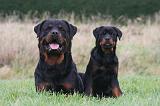 ROTTWEILER 632